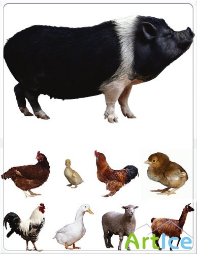 Pets