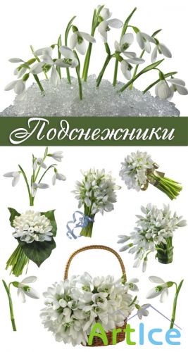 Snowdrop
