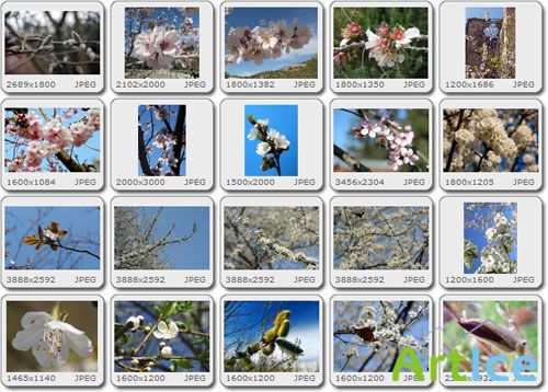 Intellectchaos Images Collection - Spring Bloom vol.01