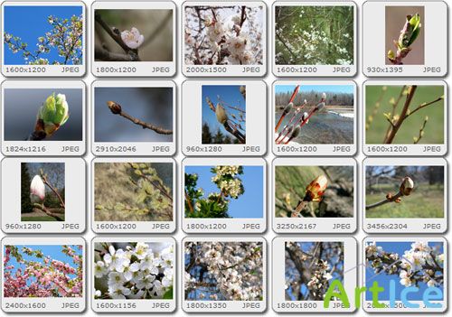 Intellectchaos Images Collection - Spring Bloom vol.01