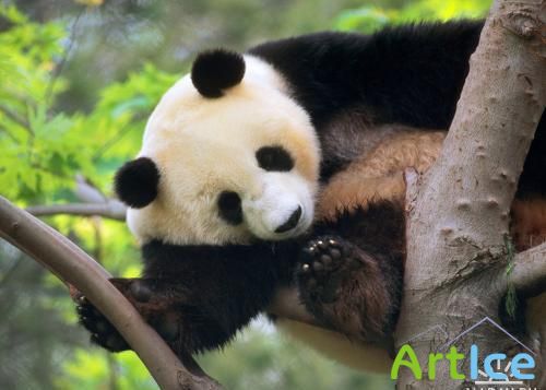 Animals World - The Best HQ Wallpapers