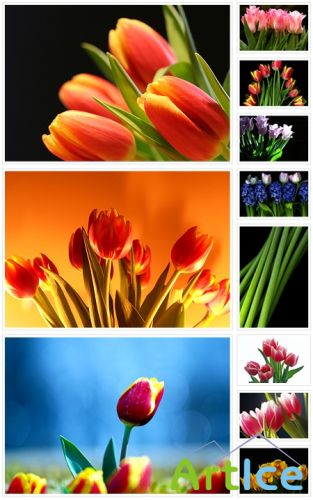 Tulips