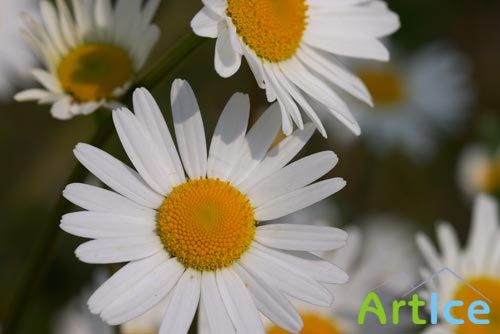 Nature. Part 3