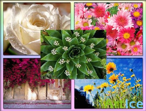 Flowers Wallpapers