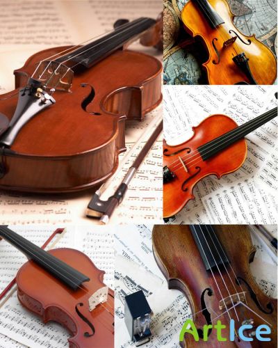 Violin