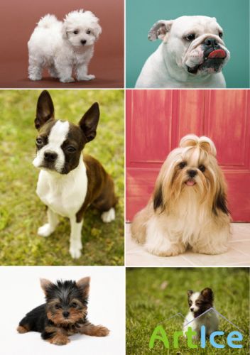     2 Klipart  Lovely Dogs 2