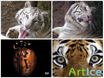 Wallpapers - Sweet Tigers