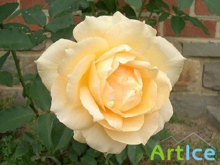 ���� / Rose