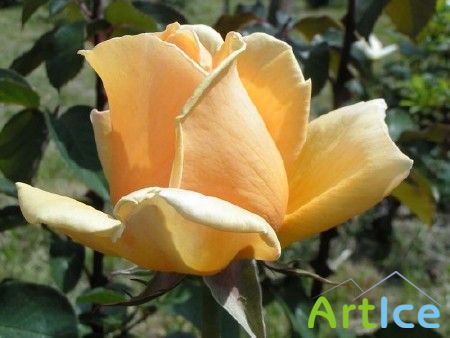 ���� / Rose