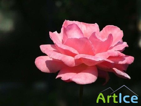 ���� / Rose