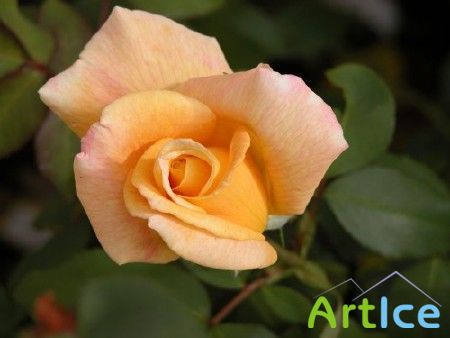 ���� / Rose