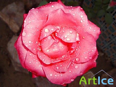���� / Rose