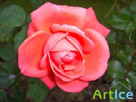 ���� / Rose