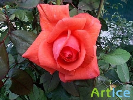 ���� / Rose