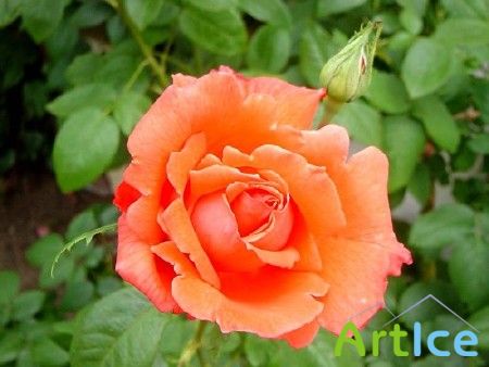 ���� / Rose