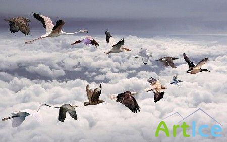 ������������ Digital Art ����