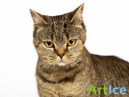 Wallpapers - Funny Cats Pack 15