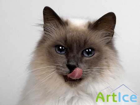 Wallpapers - Funny Cats Pack 15