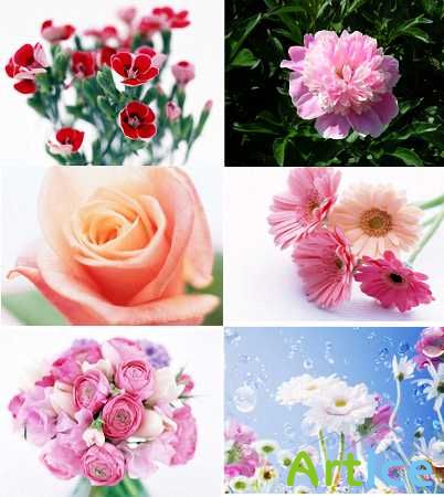 120 Beautiful Flowers Wallpapers