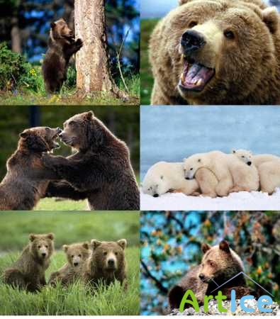 Bears Wallpapers
