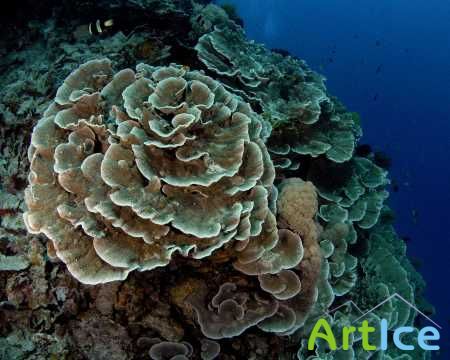 Underwater Wallpapers
