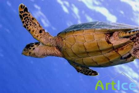 Underwater Wallpapers