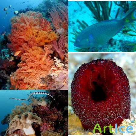 Underwater Wallpapers