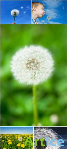 Photo Cliparts - Dandelion