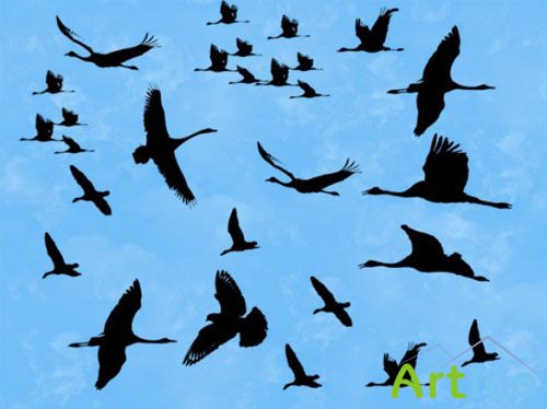 Birds Brushes for Photoshop
