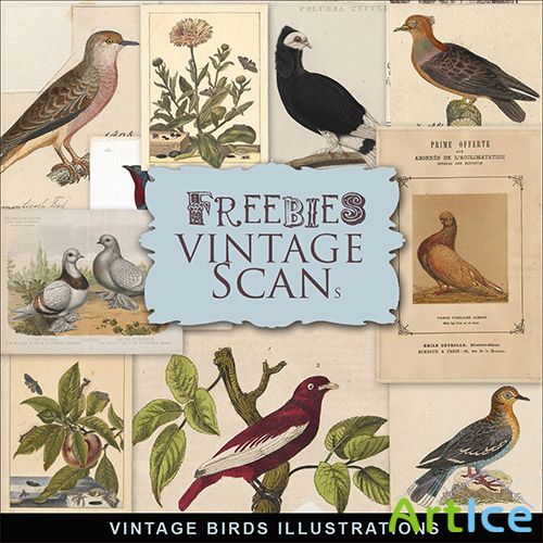 Scrap-kit - Vintage Book Birds Illustrations 2