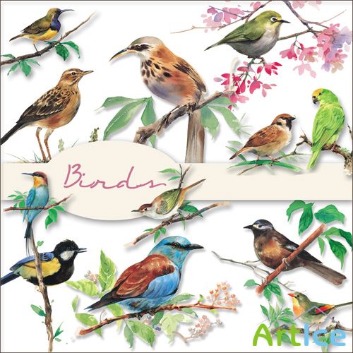 Scrap Set - Birds PNG Files
