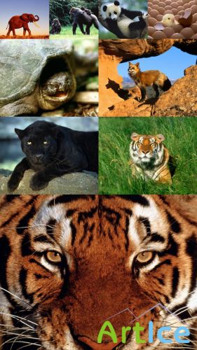 World of Beautiful Animals Wallpapers Set 7