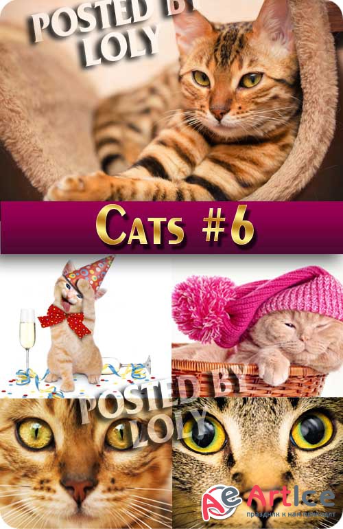   #6 -  