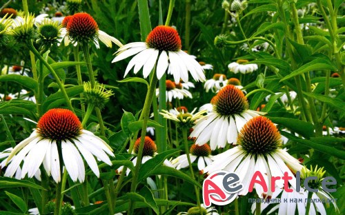 Best Mixed Wallpapers Pack #233