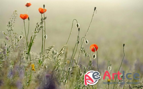 Best Mixed Wallpapers Pack #222