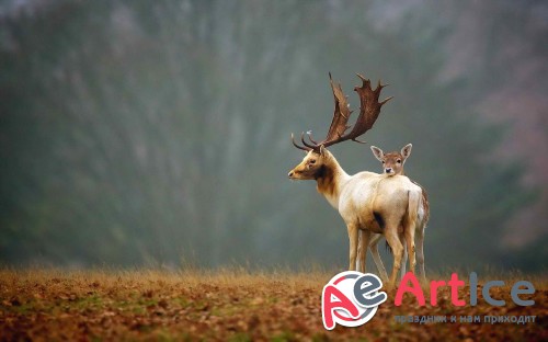 Best Mixed Wallpapers Pack #164
