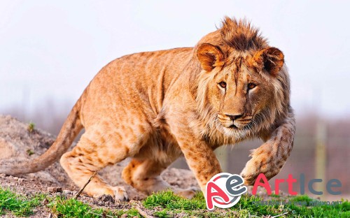 Best Mixed Wallpapers Pack #24