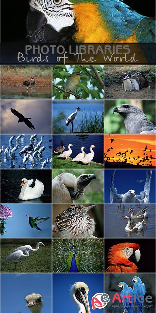 Birds of The World