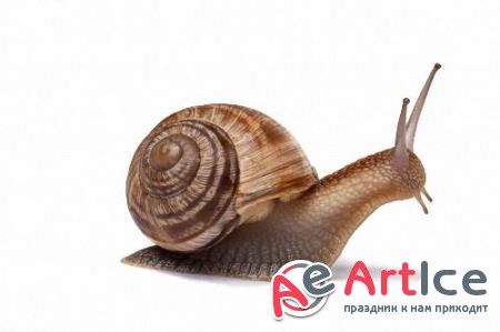 Png  Photoshop -   