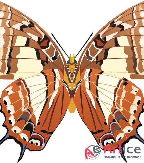  (  )  