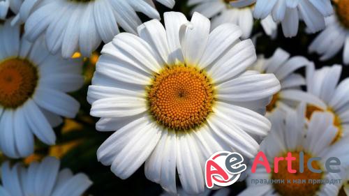 Wallpapers Mixed Pack 49